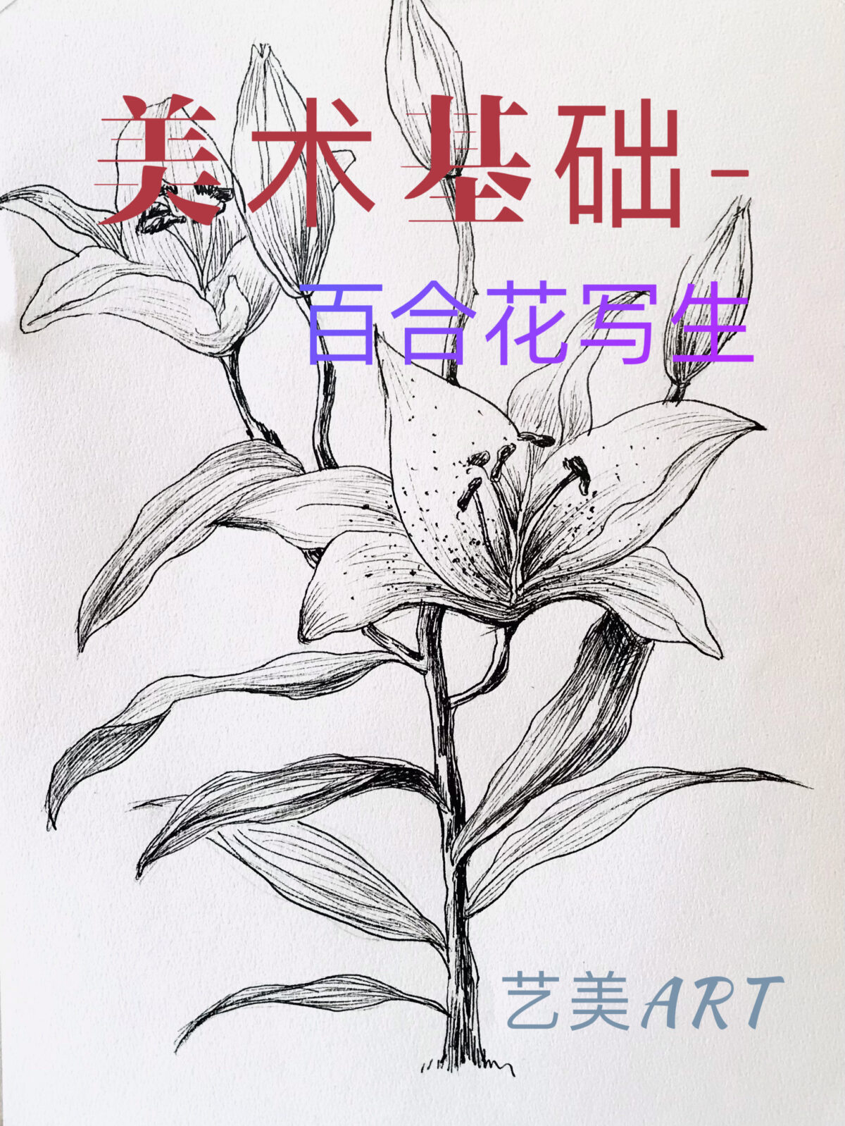 美术基础：静物速写（六）百合花写生