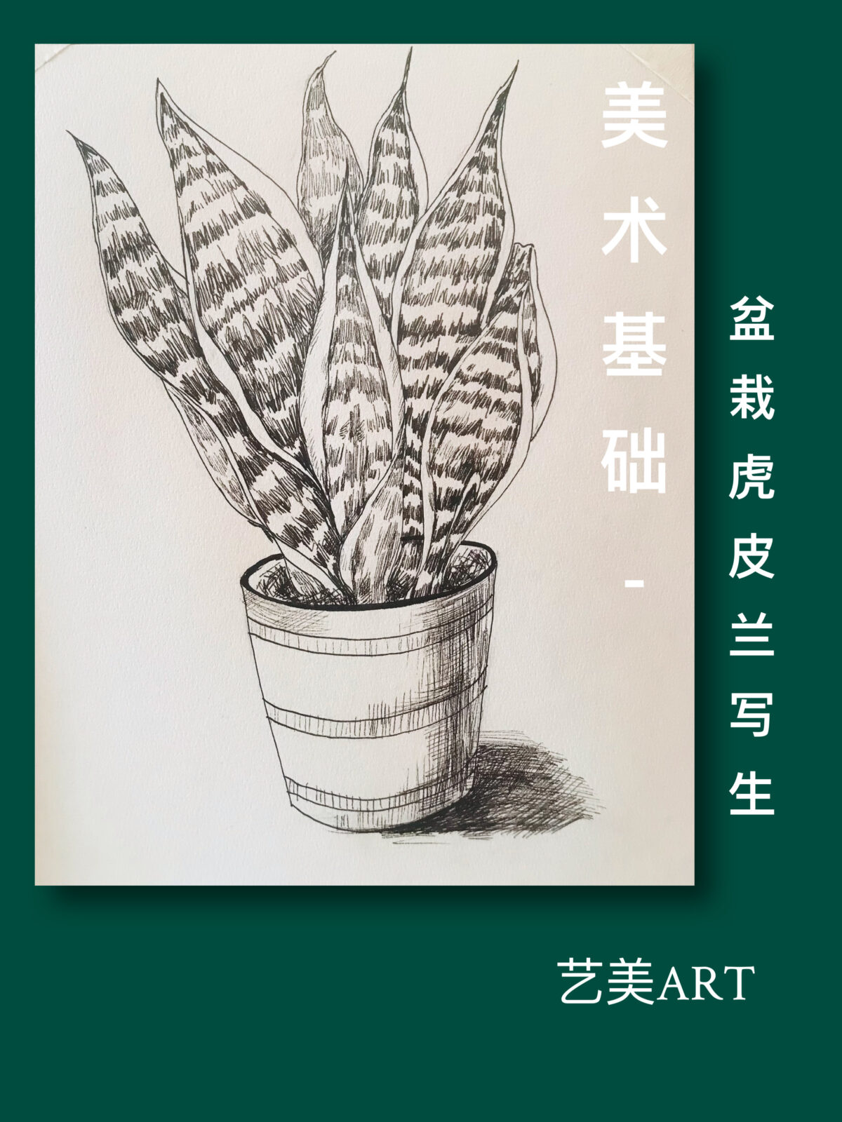 美术基础：静物速写（五）虎皮兰写生