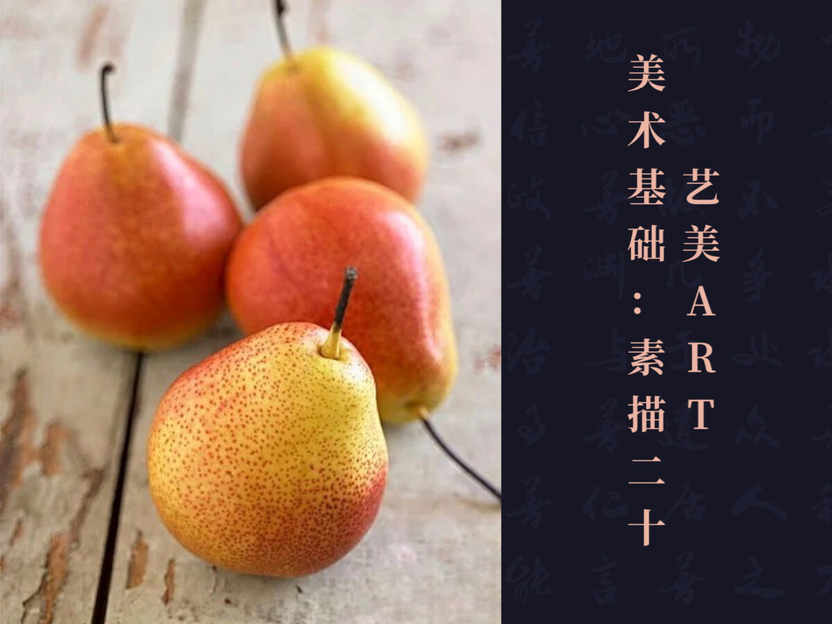 美术基础：素描（二十）单颗梨