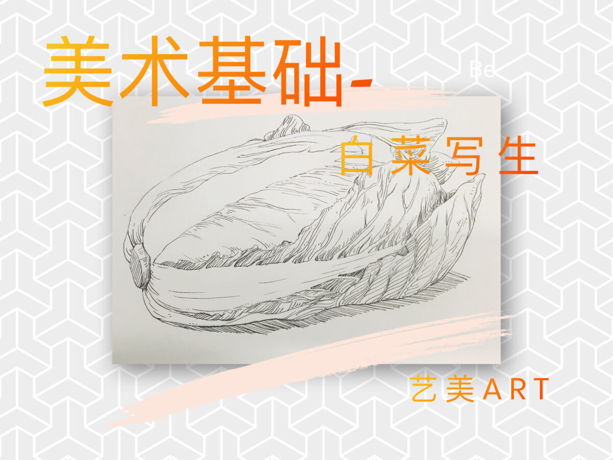 美术基础：静物速写（十二）白菜写生