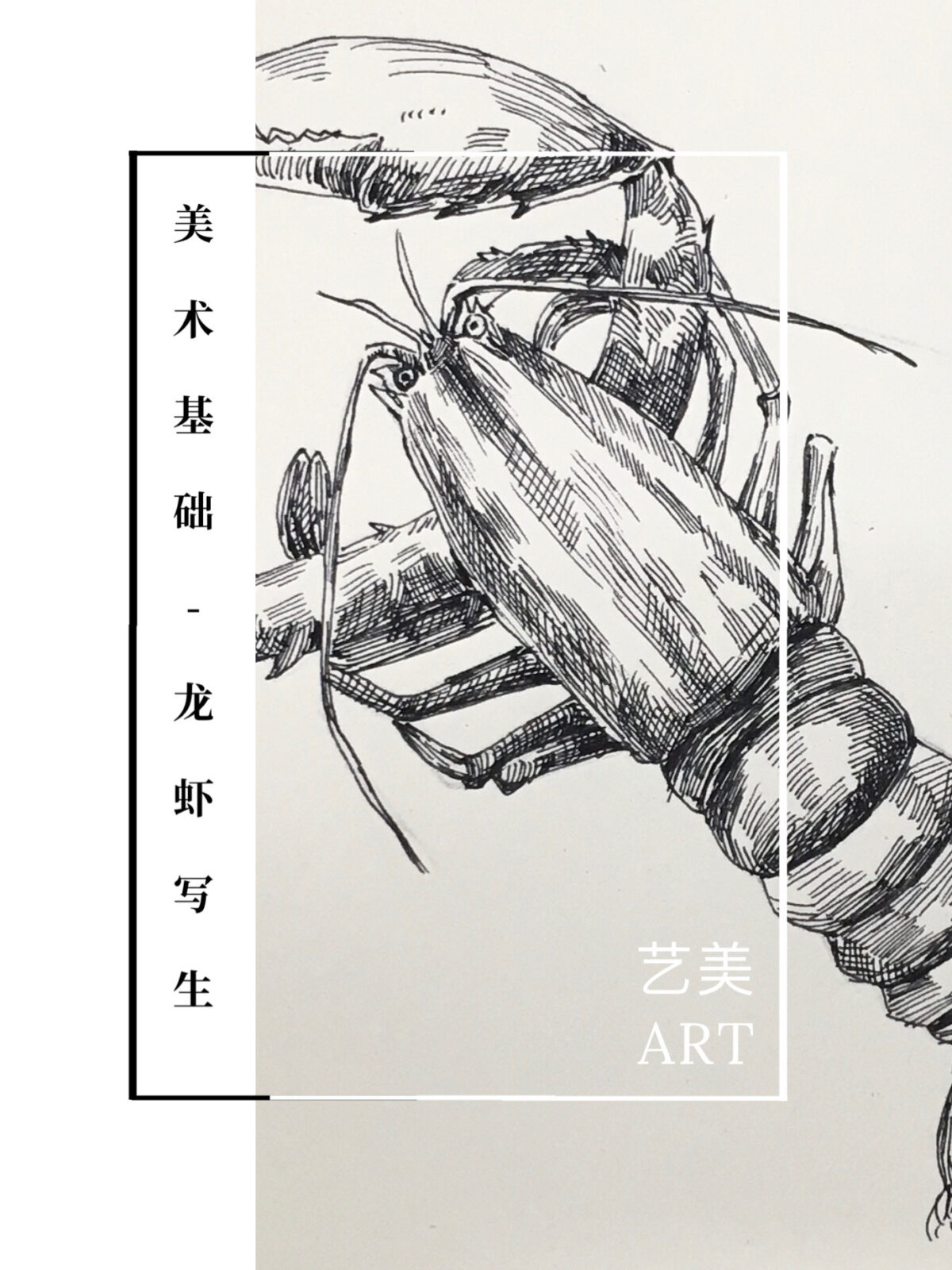 美术基础：静物速写（十五）龙虾写生